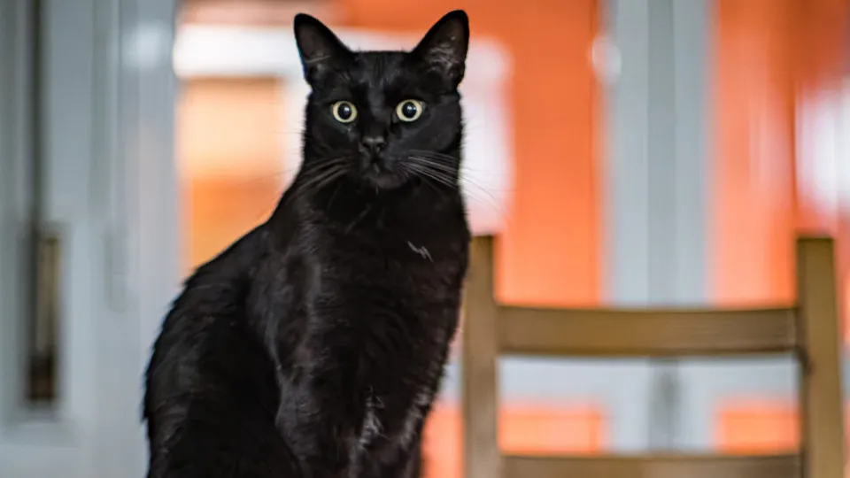 These animals are associated with the devil