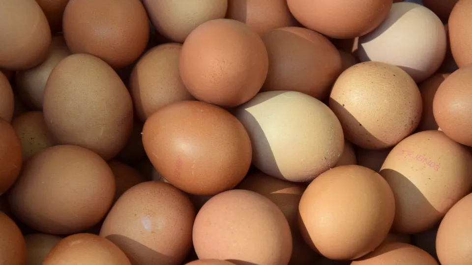 Why do we only eat chicken eggs?