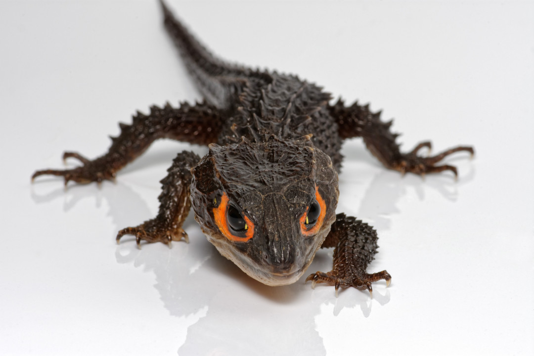 real-life-dragons-pets-that-look-like-mythical-creatures