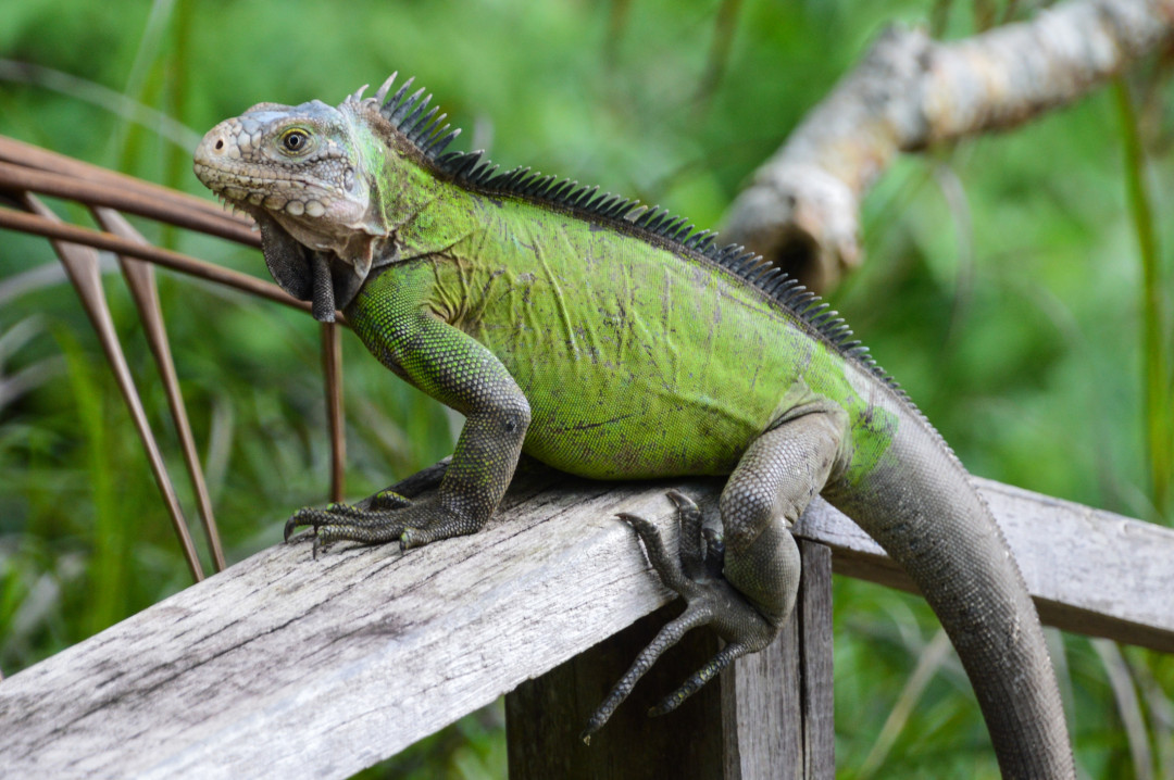 real-life-dragons-pets-that-look-like-mythical-creatures