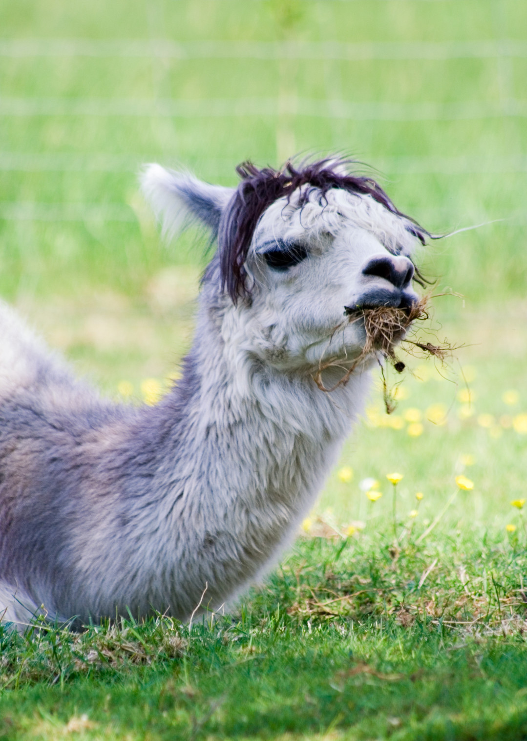 Get your hair inspiration from these llamas and alpacas!