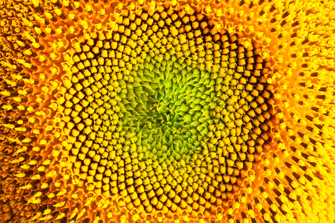 phenomenal-natural-fractal-patterns-all-around-you