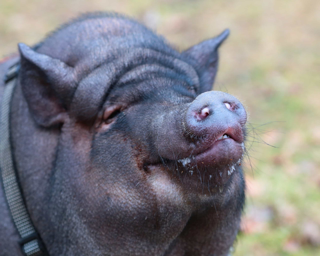 Os focinhos mais cómicos do reino animal