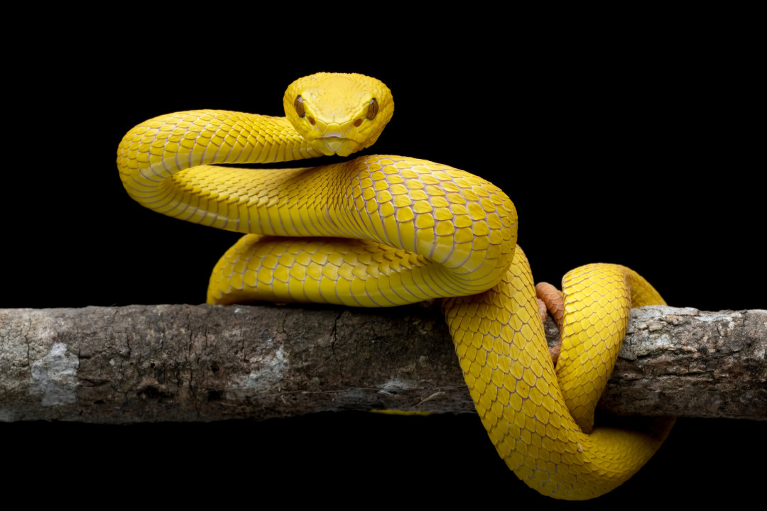 What your animal dreams might mean spiritually