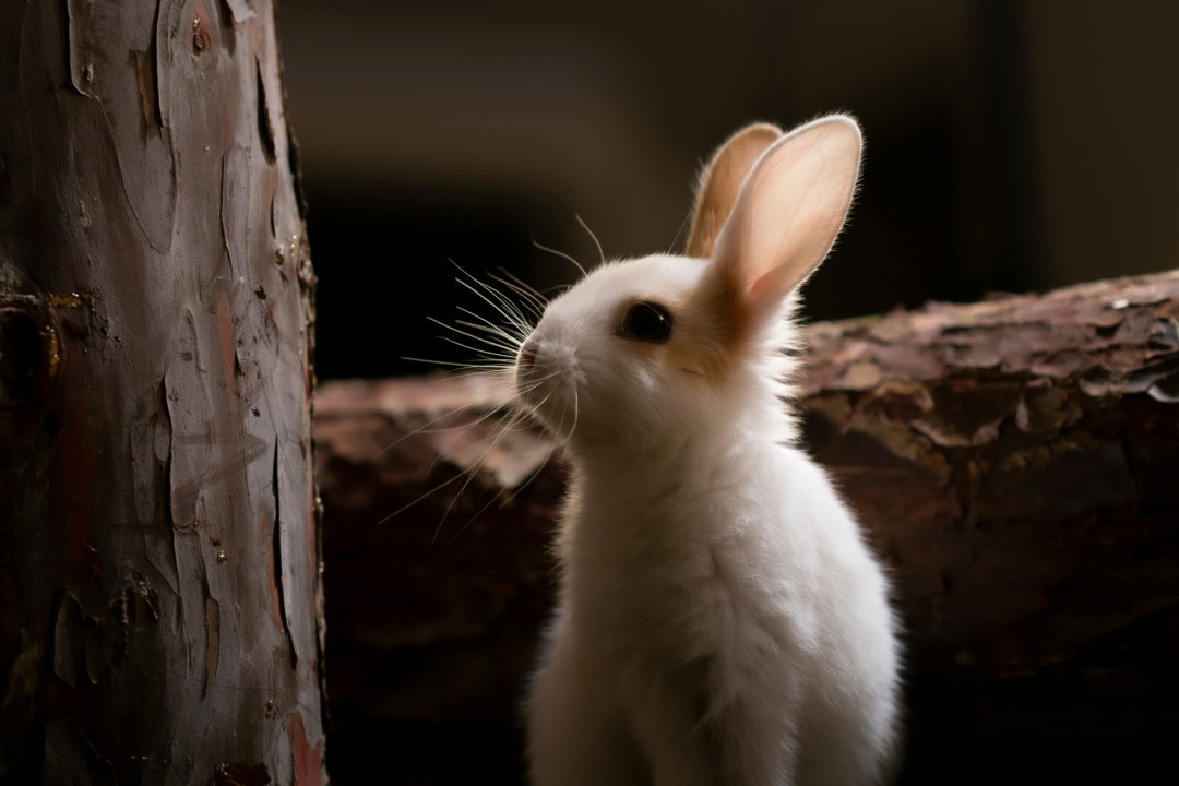 What your animal dreams might mean spiritually