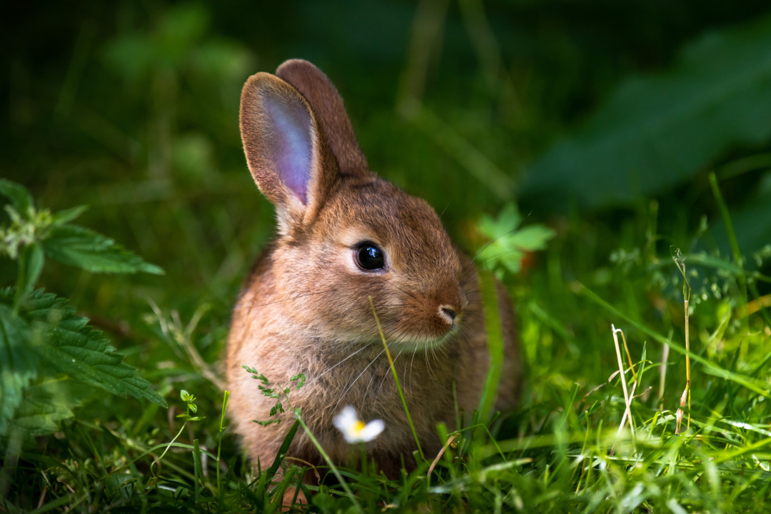 What your animal dreams might mean spiritually