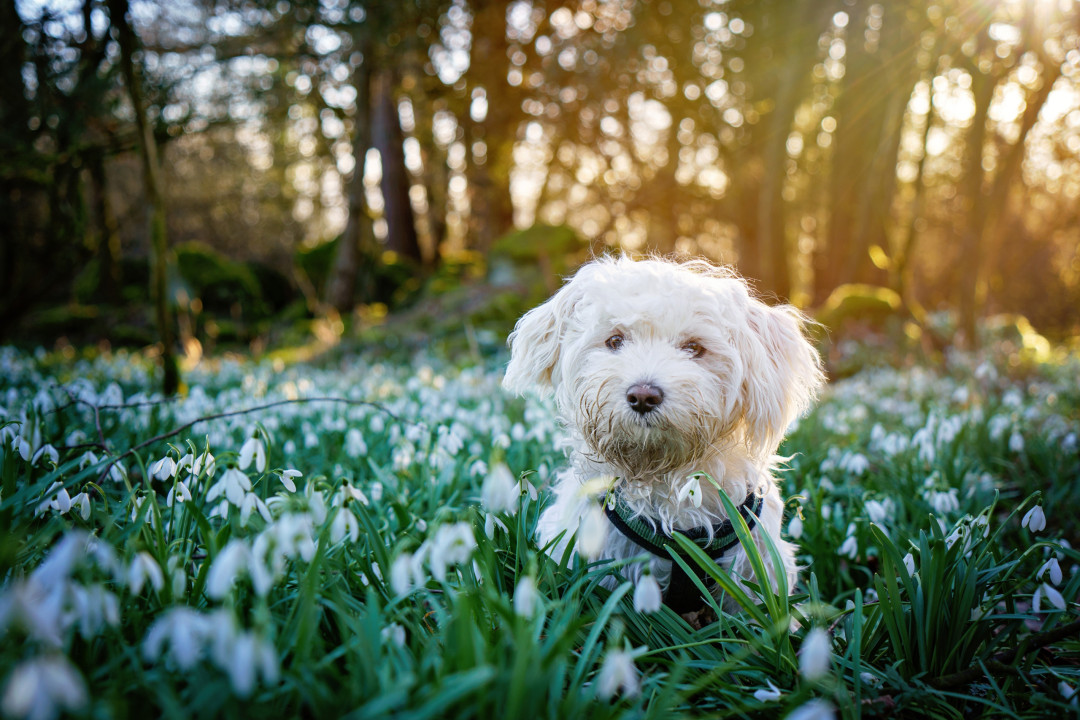 What your animal dreams might mean spiritually