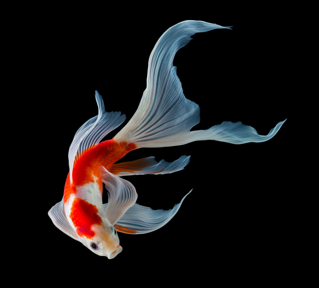 What your animal dreams might mean spiritually