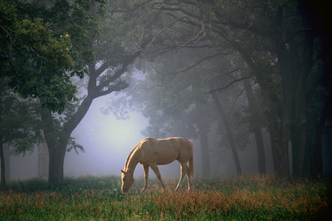 What your animal dreams might mean spiritually