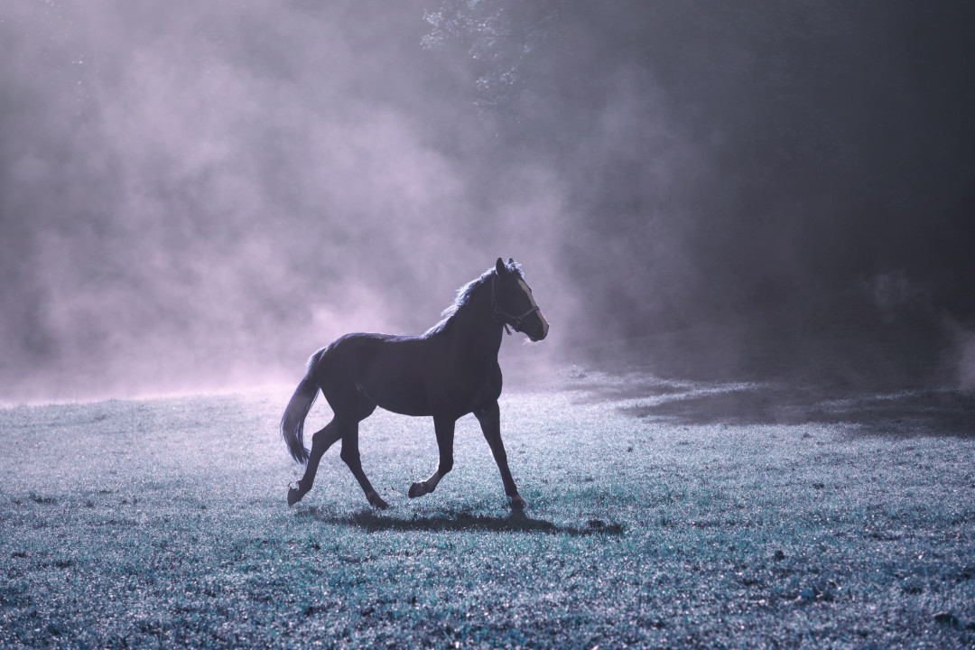 What your animal dreams might mean spiritually