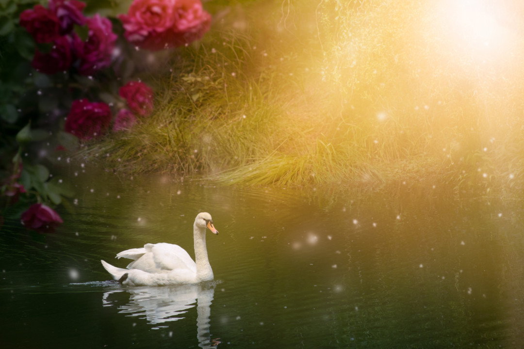 What your animal dreams might mean spiritually