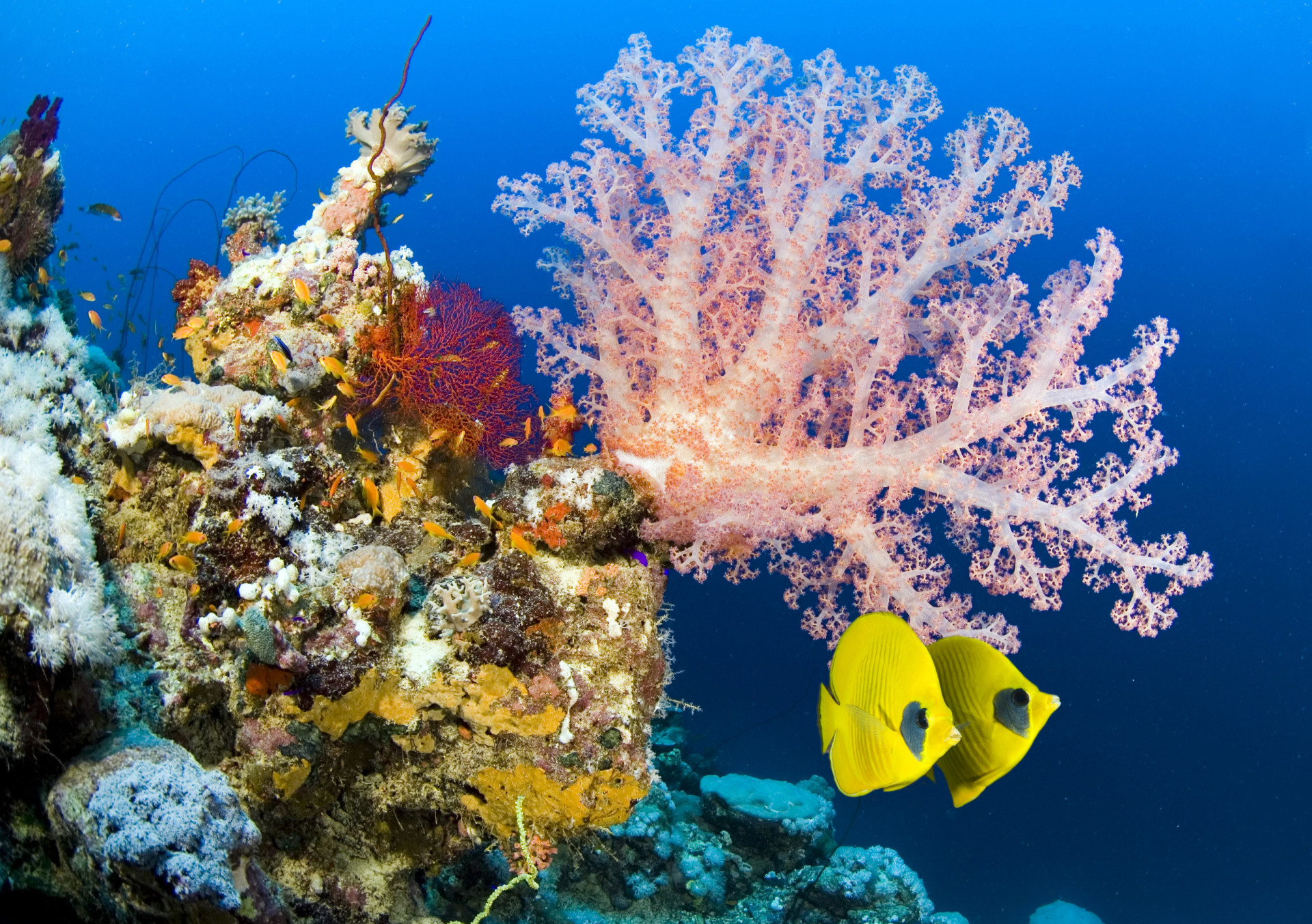 Underwater Paradise The Most Beautiful Coral Reefs Around The World