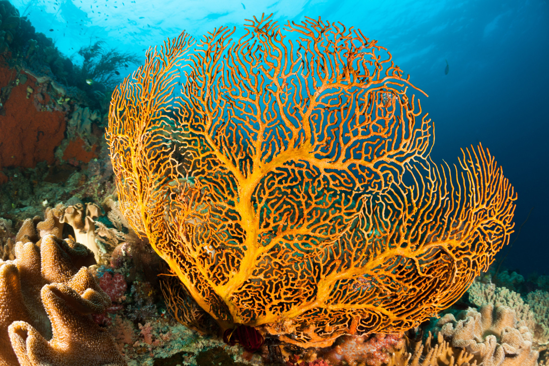Top 10 Most Beautiful Coral Reefs In The World - vrogue.co