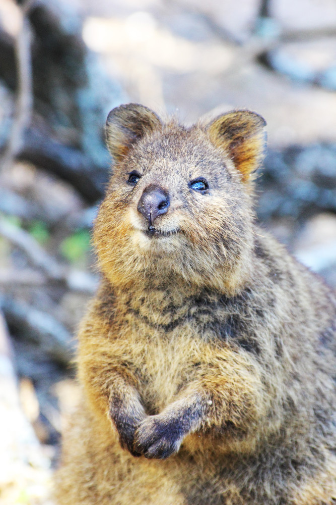 The ultimate cute quokka guide