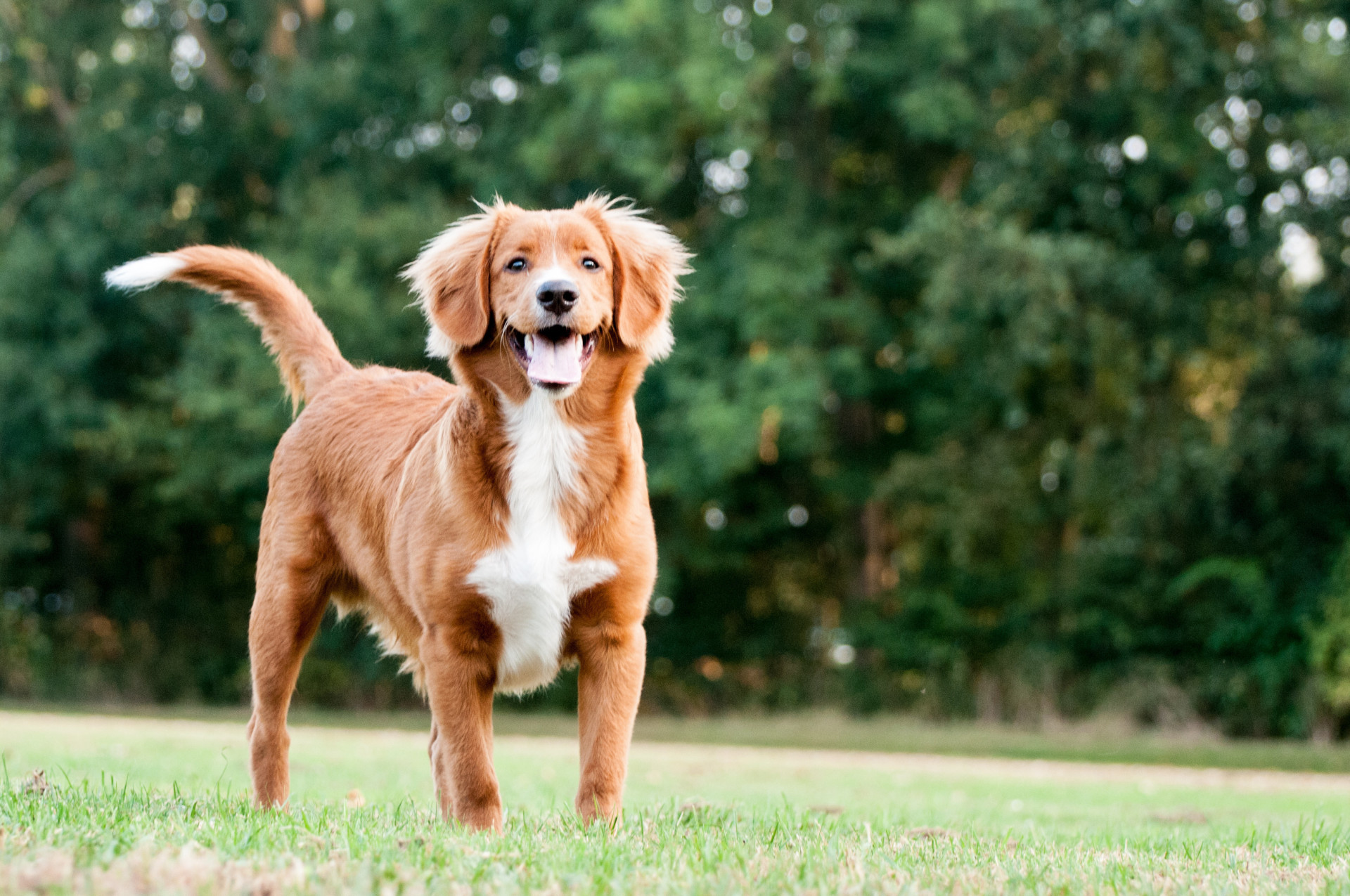 These breeds make the best family dogs