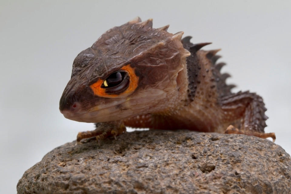 Real-life dragons: Pets that look like mythical creatures