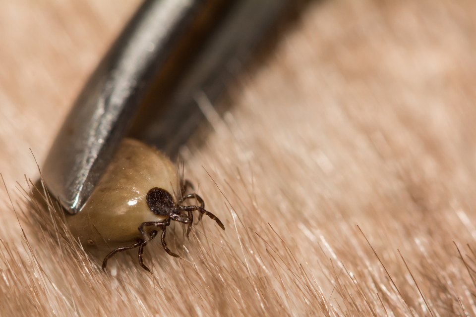 Lyme-Borreliose