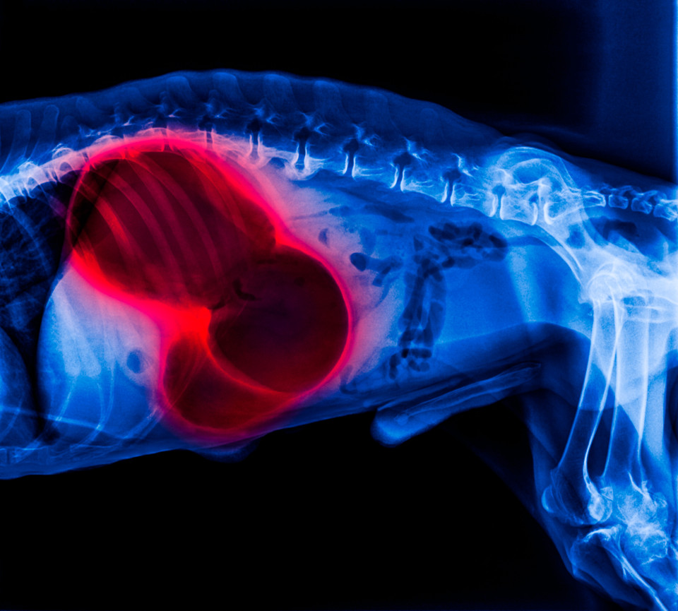 Gastric Dilation-Volvulus (GDV)