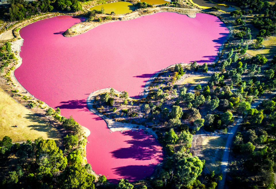 Warum sind sie pink?