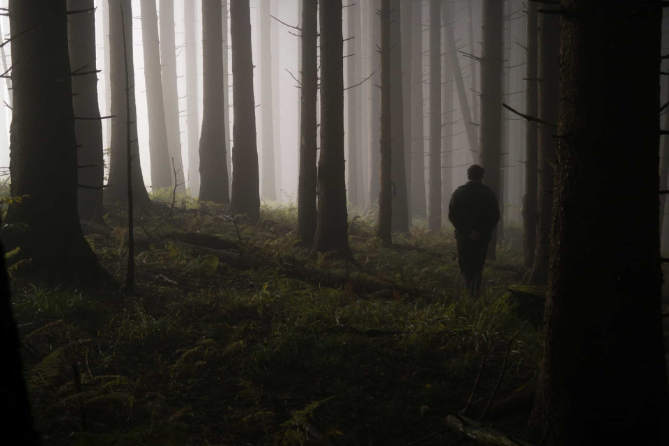 Sie wandern in den Wald